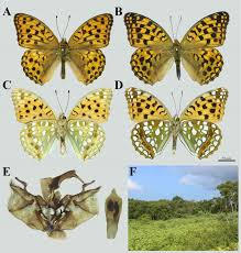 Attēlu rezultāti vaicājumam “Argynnis adippe male”