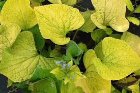 Attēlu rezultāti vaicājumam “Dianema depressum macro”