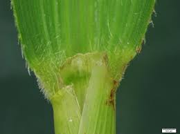 Attēlu rezultāti vaicājumam “Leersia oryzoides”