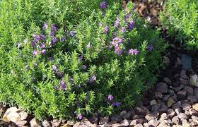 Image result for Bohnenkraut