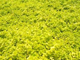 Image result for Lysimachia nummularia