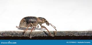 Attēlu rezultāti vaicājumam “Anthonomus pomorum”