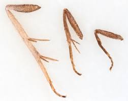 Attēlu rezultāti vaicājumam “Ancylis apicella”