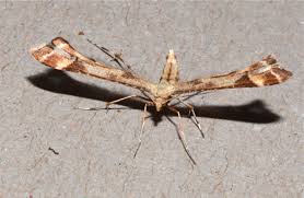 Attēlu rezultāti vaicājumam “Platyptilia gonodactyla imago”