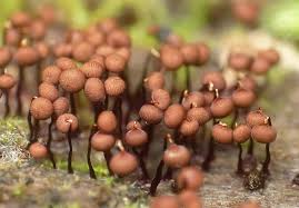 Attēlu rezultāti vaicājumam “Cribraria cancellata macro”