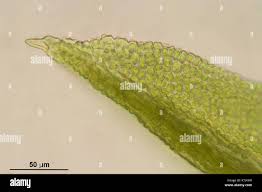 Attēlu rezultāti vaicājumam “Barbula convoluta”