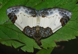 Attēlu rezultāti vaicājumam “Mesoleuca albicillata”