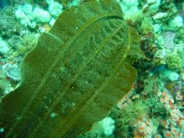 Attēlu rezultāti vaicājumam “Cribraria costata stalked”