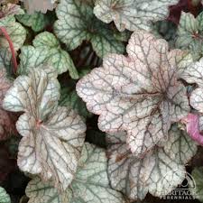 Image result for Heuchera `Swirling Fantasy`