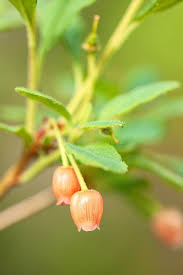 Attēlu rezultāti vaicājumam “Menziesia ferruginea flower”