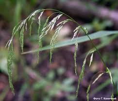 Attēlu rezultāti vaicājumam “Cinna latifolia”