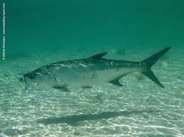 Image result for Megalops atlanticus