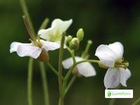 Attēlu rezultāti vaicājumam “Cardaminopsis arenosa leaf”