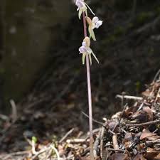Attēlu rezultāti vaicājumam “Epipogium aphyllum”