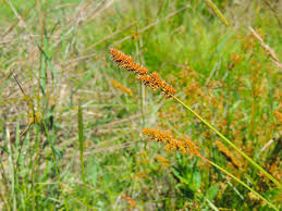 Attēlu rezultāti vaicājumam “Carex cespitosa flower”