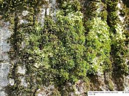 Attēlu rezultāti vaicājumam “Orthotrichum pumilum”