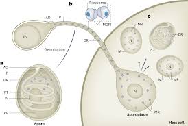 Attēlu rezultāti vaicājumam “Diderma roanense spores”