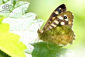 Attēlu rezultāti vaicājumam “Lopinga achine underside”