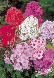 Image result for Phlox (großblumig)