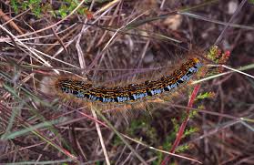 Attēlu rezultāti vaicājumam “Malacosoma castrensis”