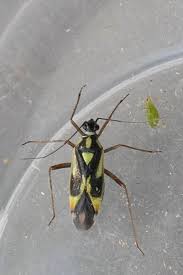 Attēlu rezultāti vaicājumam “Grypocoris sexguttatus imago”