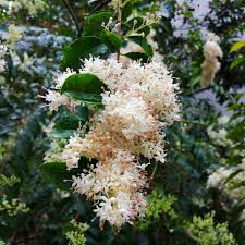 Attēlu rezultāti vaicājumam “Syringa reticulata subsp. amurensis flower”
