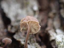 Attēlu rezultāti vaicājumam “Mycena pseudocorticola”