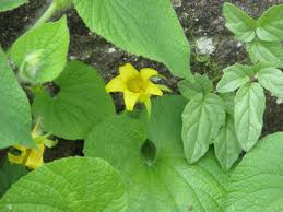 Attēlu rezultāti vaicājumam “Thladiantha dubia flower”