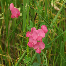 Attēlu rezultāti vaicājumam “Lathyrus tuberosus”