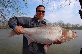 Image result for Hypophthalmichthys molitrix