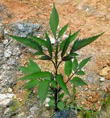 Attēlu rezultāti vaicājumam “Bidens frondosa”