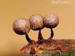 Attēlu rezultāti vaicājumam “Cribraria argillacea stalked”