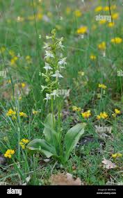 Attēlu rezultāti vaicājumam “Platanthera chlorantha flower”