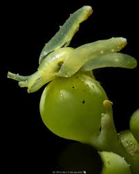 Attēlu rezultāti vaicājumam “Homalia trichomanoides”