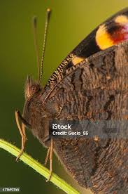 Attēlu rezultāti vaicājumam “Leucodonta bicoloria”