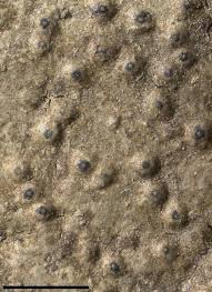 Attēlu rezultāti vaicājumam “Verrucaria hydrela”