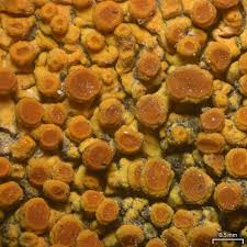 Attēlu rezultāti vaicājumam “Caloplaca saxicola”