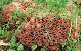 Image result for Podoscypha multizonata