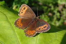 Attēlu rezultāti vaicājumam “Erebia ligea”