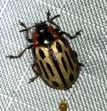 Attēlu rezultāti vaicājumam “Chrysomela vigintipunctata”