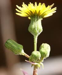 Attēlu rezultāti vaicājumam “Sonchus oleraceus bud”