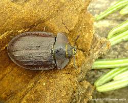 Attēlu rezultāti vaicājumam “Peltis grossa”