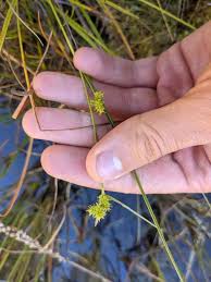 Attēlu rezultāti vaicājumam “Carex viridula”