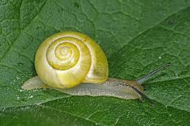 Attēlu rezultāti vaicājumam “Cepaea hortensis”