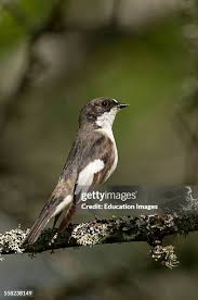 Attēlu rezultāti vaicājumam “Ficedula hypoleuca female”