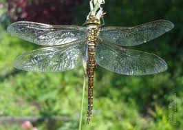 Attēlu rezultāti vaicājumam “Aeshna juncea”