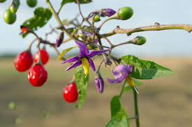 Attēlu rezultāti vaicājumam “Solanum dulcamara fruit”