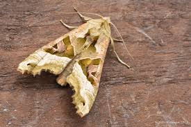 Attēlu rezultāti vaicājumam “Phlogophora meticulosa”