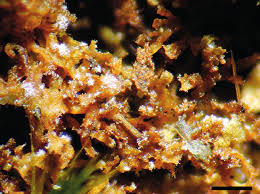 Attēlu rezultāti vaicājumam “Leptogium lichenoides”