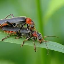 Attēlu rezultāti vaicājumam “Cantharis fusca larva”